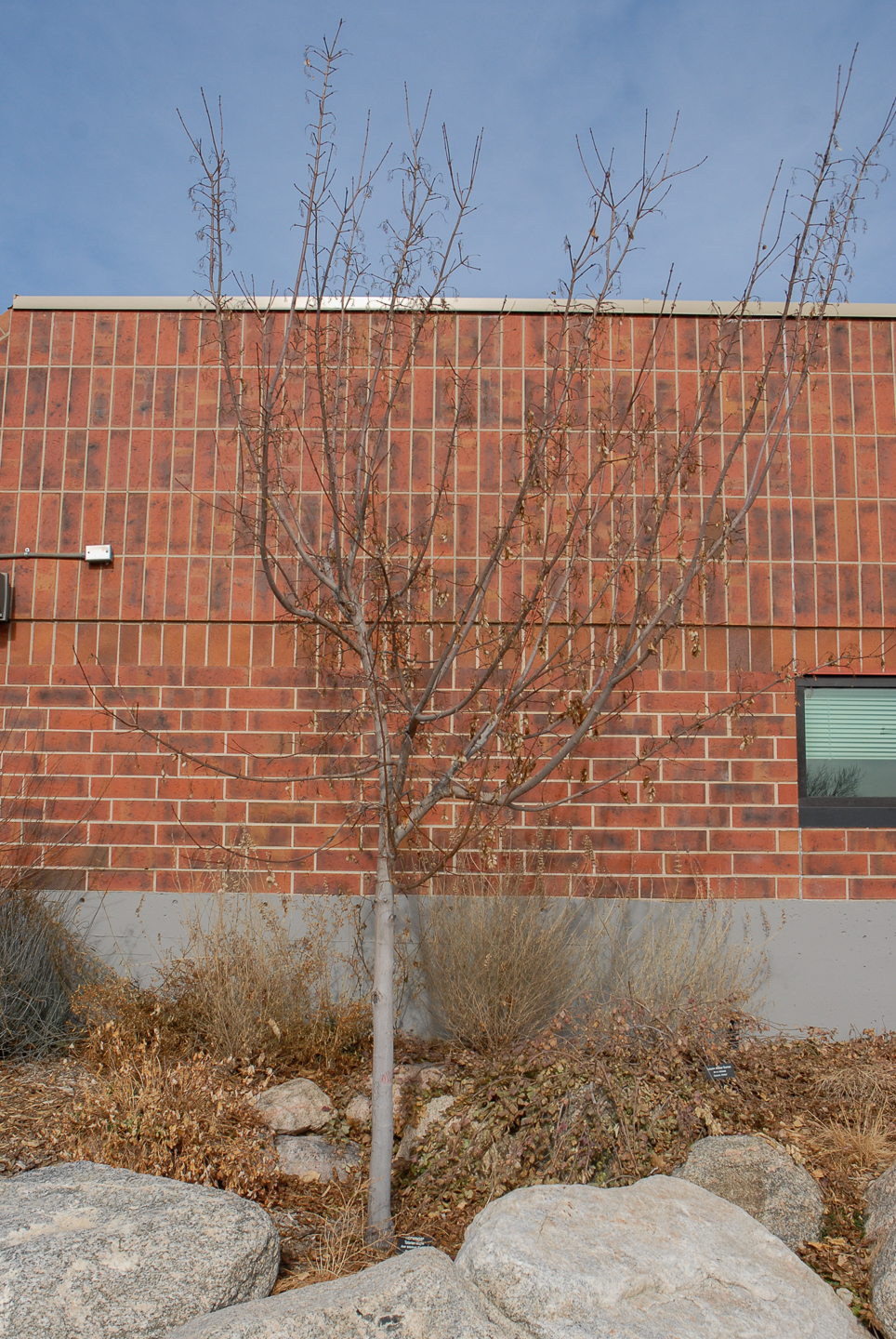 Hot Wings Tatarian Maple